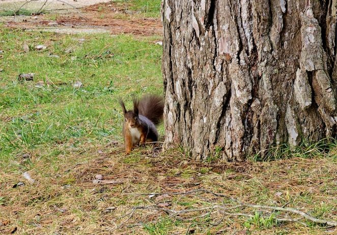 Poreč započinje s projektom repopulacije crvenih vjeverica: postavit će se kućice, hranilice i pojilice