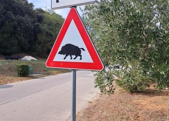 Oprez ! Na cestama u Istri brojni su naleti na divljač