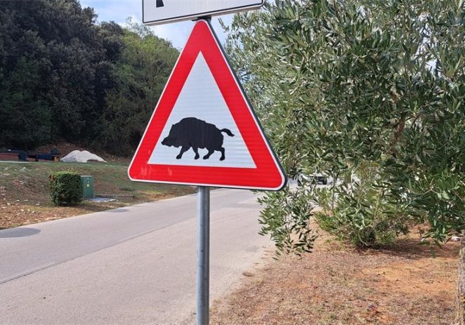 Oprez ! Na cestama u Istri brojni su naleti na divljač