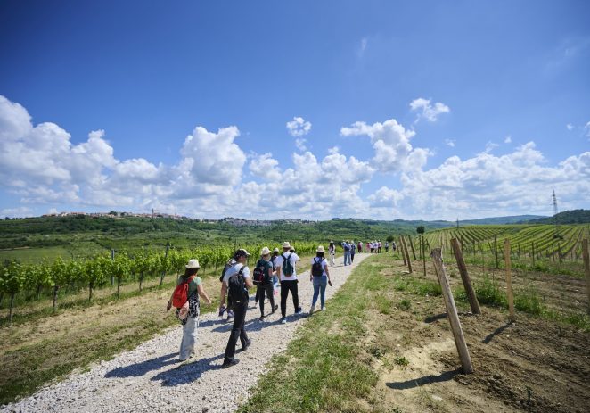 Istria Wine&Walk još jednom pružio nezaboravan doživljaj ljubiteljima vina i prirode