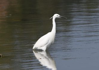 Javna ustanova Natura Histrica organizira 3. ovogodišnje promatranje ptica na ušću rijeke Mirne!