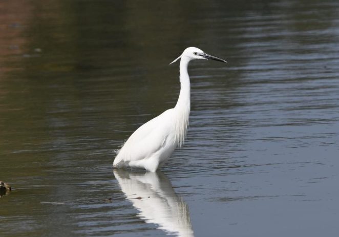 Javna ustanova Natura Histrica organizira 3. ovogodišnje promatranje ptica na ušću rijeke Mirne!