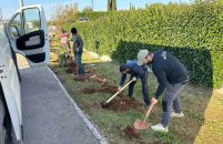 Na području Poreča počela sadnja 2000 sadnica oleandera, lavande, ružmarina, crnike, pinija i sličnog mediteranskog bilja