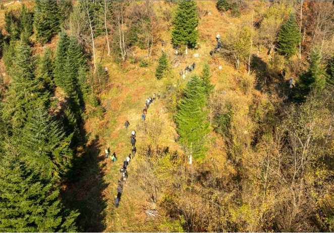 Valamar doprinosi pošumljavanju Hrvatske: zasađeno 10.000 novih stabala