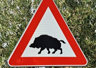 U jednom danu pet naleta na divljač: Vozači, pripazite na cesti