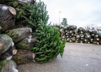 Kako pravilno zbrinuti prirodna božićna drvca ?