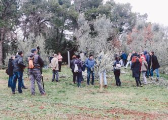 50-ak zainteresiranih na radionici o rezidbi maslina u organizaciji porečkog Instituta za poljoprivredu i turizam