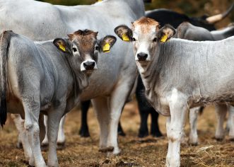 Agencije za ruralni razvoj Istre (AZRRI) organizira stručnu edukaciju za uzgajivače, usmjerenu na pašni uzgoj goveda i konja
