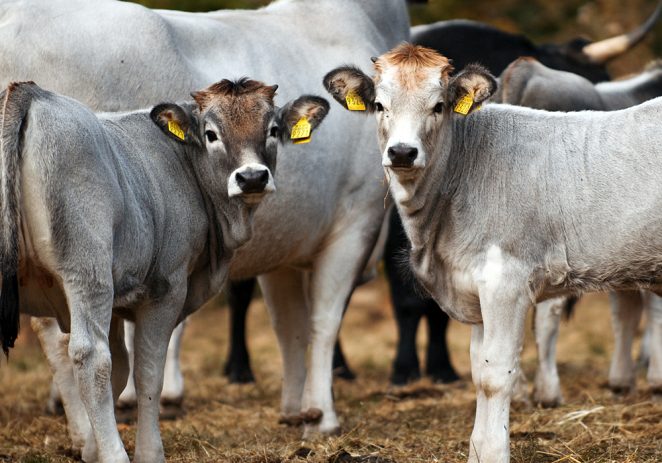 Agencije za ruralni razvoj Istre (AZRRI) organizira stručnu edukaciju za uzgajivače, usmjerenu na pašni uzgoj goveda i konja