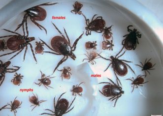 EDUKATIVNI PROJEKT: KRPELJI – MALI, ALI  OPASNI