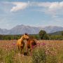 Land speaks first Ana Knezevic 1