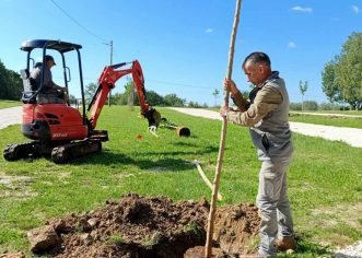 Nastavljen projekt “Hrvatska prirodno tvoja”: U Vižinadi posađeno još deset stabala crne murve