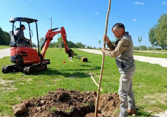 Nastavljen projekt “Hrvatska prirodno tvoja”: U Vižinadi posađeno još deset stabala crne murve