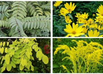 Prijetnja, hrana ili lijek? Antitumorski potencijal invazivnih vrsta