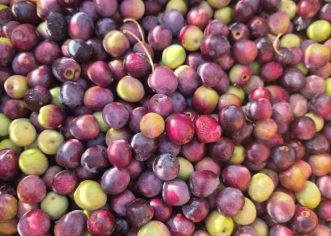 Porečka udruga Agro Poreč širi maslinik porečke rosulje, sadnice će se moći kupiti po 7€