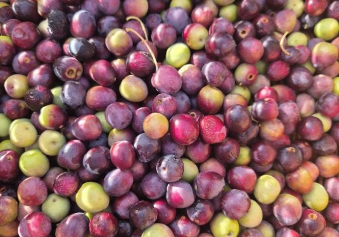 Porečka udruga Agro Poreč širi maslinik porečke rosulje, sadnice će se moći kupiti po 7€