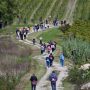 Teran Wine & Walk Motovun1