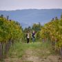 Teran Wine & Walk Motovun2