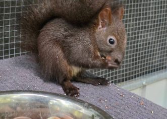 Nastavlja se projekt „Pružimo ruku prirodi“ postavljena volijera za oporavak vjeverica