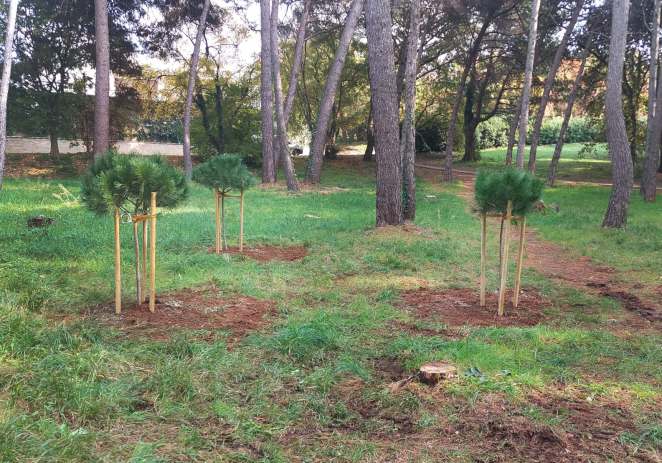 Turistička zajednica Grada Poreča provela projekt „Hrvatska prirodno tvoja“ – „Croatia naturally yours” – posađena stabla pinija