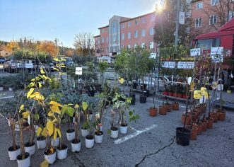 Brojni građani Poreča danas su došli po svoju sadnicu u akciji “Dođi po svoje drvo! Vieni a prendere il tuo albero!”