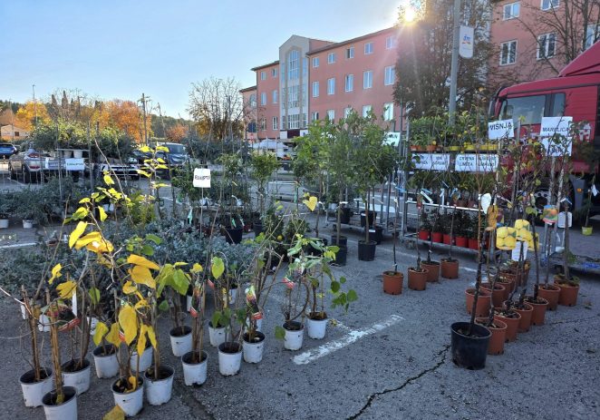 Brojni građani Poreča danas su došli po svoju sadnicu u akciji “Dođi po svoje drvo! Vieni a prendere il tuo albero!”