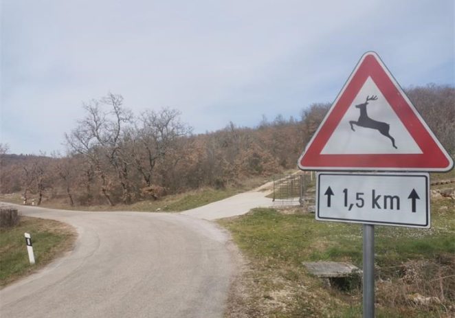 U Istri su 5. studenog evidentirana četiri naleta na divljač i to po jedan na području Buzeta, Buja, Poreča i Labina