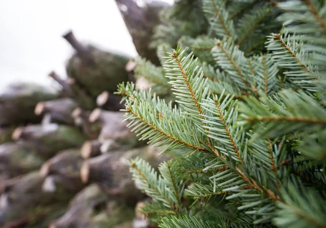 Pravilno zbrinjavanje prirodnih božićnih drvca