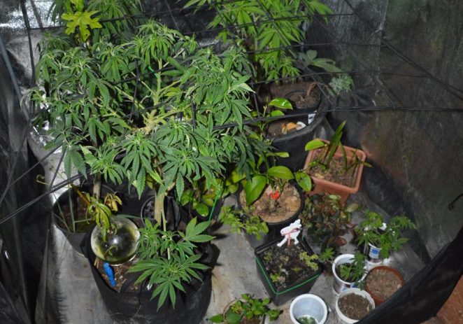 Kazneno prijavljen zbog proizvodnje i prometa drogama