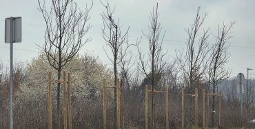 Nastavak akcije (za)Zeleni Poreč: posađene sadnice stabala uz prometnice na Facinki