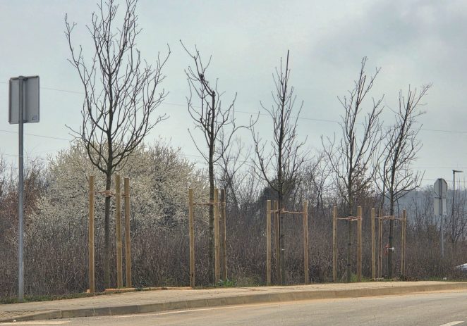 Nastavak akcije (za)Zeleni Poreč: posađene sadnice stabala uz prometnice na Facinki