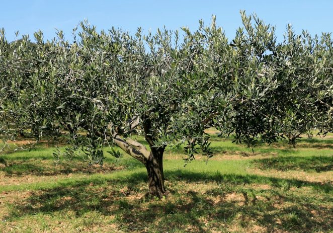 Stručnjaci iz porečkog Instituta savjetuju maslinare kako pravilnom REZIDBOM URAVNOTEŽITI RAST I RODNOST STABLA