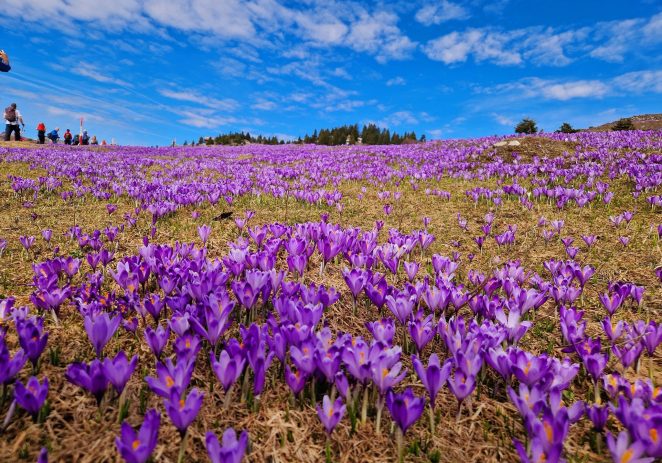KAF, foto-klub iz Svetog Lovreča, organizira jednodnevni izlet na Veliku planinu (okolica Kamnika, Slovenija)