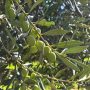 grana s plodovima