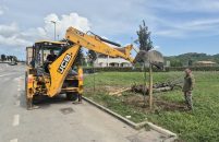 Općina Vižinada nastavlja s projektom ozelenjivanja površina, posađeno osam novih stabala