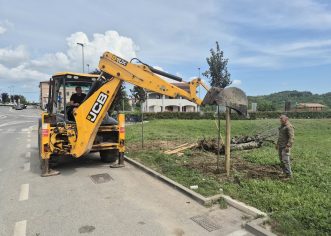 Općina Vižinada nastavlja s projektom ozelenjivanja površina, posađeno osam novih stabala