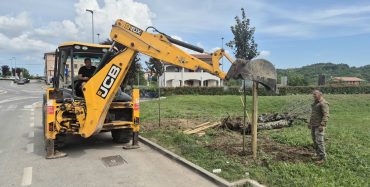 Općina Vižinada nastavlja s projektom ozelenjivanja površina, posađeno osam novih stabala