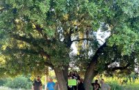 Mještani Sv. Martina i Zelena Istra ujedinili se za spas 200-godišnjeg hrasta: podršku dale Općina Vrsar-Orsera i Natura Histrica