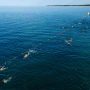 porecki-delfin (3)