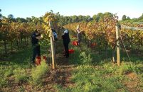 Institut za poljoprivredu i turizam privodi berbu kraju i najavljuje vrlo kvalitetna vina iz berbe 2026