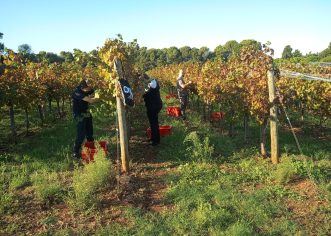 Institut za poljoprivredu i turizam privodi berbu kraju i najavljuje vrlo kvalitetna vina iz berbe 2026