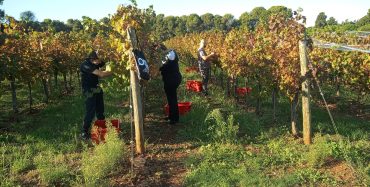 Institut za poljoprivredu i turizam privodi berbu kraju i najavljuje vrlo kvalitetna vina iz berbe 2026
