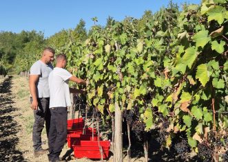 Institut za poljoprivredu i turizam započeo prve mikrovinifikacije klonskih kandidata Terana prikupljenih iz starih vinograda diljem Istre