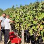Institut za poljoprivredu i turizam započeo prve mikrovinifikacije klonskih kandidata Terana prikupljenih iz starih vinograda diljem Istre