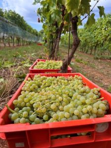 Malvazija Istarska berba_WINE-INTEL Malvazija Istarska berba_WINE-INTEL