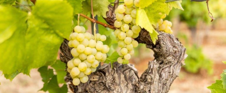 Malvazija Istarska_WINE-INTEL